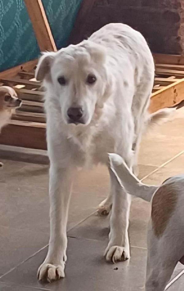 Nebbia adozione del cuore Foto 2